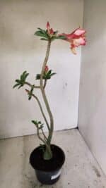 Planta Dobrada 3566 – 35cm – 03 anos - Imagem 6