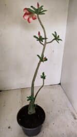 Planta Dobrada 3566 – 35cm – 03 anos - Imagem 5