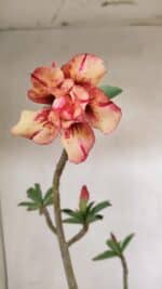 Planta Dobrada 3566 – 35cm – 03 anos