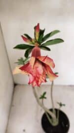 Planta Dobrada 3566 – 35cm – 03 anos - Imagem 4