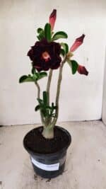 Planta Dobrada 3567 – 30cm – 02 anos - Imagem 2