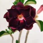 Planta Dobrada 3567 – 30cm – 02 anos