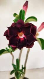 Planta Dobrada 3567 – 30cm – 02 anos