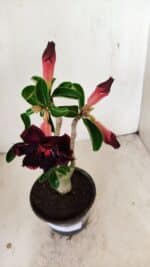 Planta Dobrada 3567 – 30cm – 02 anos - Imagem 4
