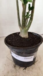 Planta Dobrada 3567 – 30cm – 02 anos - Imagem 6