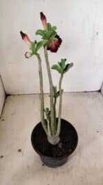 Planta Dobrada 3567 – 30cm – 02 anos - Imagem 5