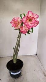 Planta Dobrada 3568 – 35cm – 03 anos - Imagem 2