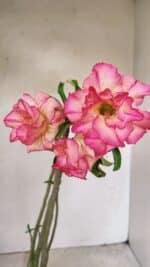 Planta Dobrada 3568 – 35cm – 03 anos