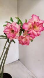 Planta Dobrada 3568 – 35cm – 03 anos - Imagem 5