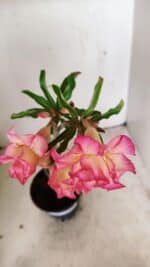 Planta Dobrada 3568 – 35cm – 03 anos - Imagem 4