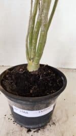 Planta Dobrada 3568 – 35cm – 03 anos - Imagem 6