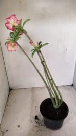 Planta Dobrada 3568 – 35cm – 03 anos - Imagem 7