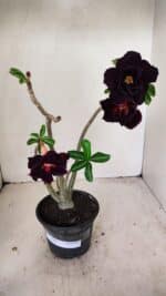 Planta Dobrada 3569 – 30cm – 02 anos - Imagem 2