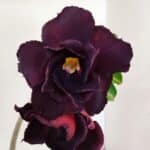 Planta Dobrada 3569 – 30cm – 02 anos