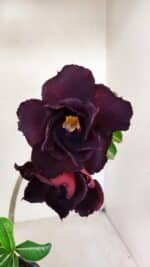 Planta Dobrada 3569 – 30cm – 02 anos