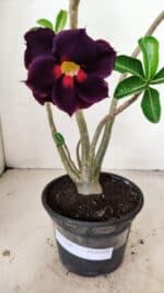 Planta Dobrada 3569 – 30cm – 02 anos - Imagem 4