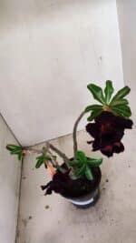 Planta Dobrada 3569 – 30cm – 02 anos - Imagem 5