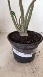 Planta Dobrada 3569 – 30cm – 02 anos - Imagem 7