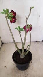 Planta Dobrada 3569 – 30cm – 02 anos - Imagem 6