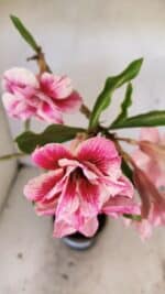 Planta Dobrada 3570 – 35cm – 03 anos - Imagem 4