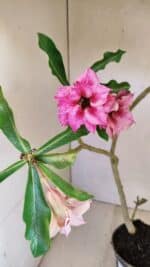 Planta Dobrada 3570 – 35cm – 03 anos - Imagem 5