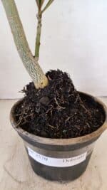 Planta Dobrada 3570 – 35cm – 03 anos - Imagem 8