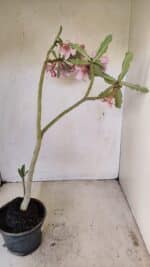 Planta Dobrada 3570 – 35cm – 03 anos - Imagem 6