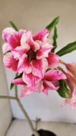 Planta Dobrada 3570 – 35cm – 03 anos