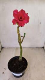 Planta Dobrada 3571 – 30cm – 02 anos - Imagem 2