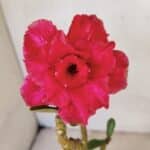 Planta Dobrada 3571 – 30cm – 02 anos