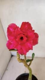 Planta Dobrada 3571 – 30cm – 02 anos