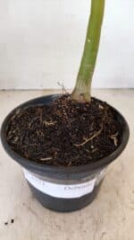 Planta Dobrada 3571 – 30cm – 02 anos - Imagem 6