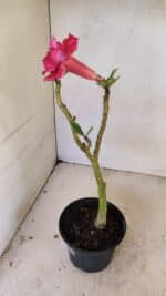 Planta Dobrada 3571 – 30cm – 02 anos - Imagem 5