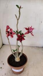 Planta Dobrada 3572 – 35cm – 03 anos - Imagem 2