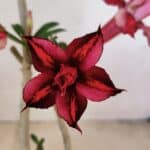 Planta Dobrada 3572 – 35cm – 03 anos