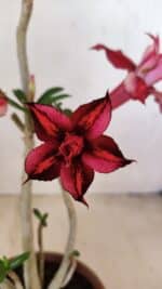 Planta Dobrada 3572 – 35cm – 03 anos