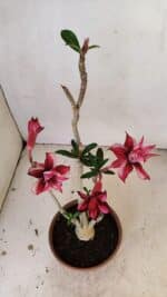 Planta Dobrada 3572 – 35cm – 03 anos - Imagem 7