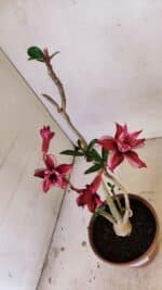 Planta Dobrada 3572 – 35cm – 03 anos - Imagem 6