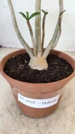 Planta Dobrada 3572 – 35cm – 03 anos - Imagem 5