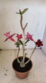 Planta Dobrada 3572 – 35cm – 03 anos - Imagem 4