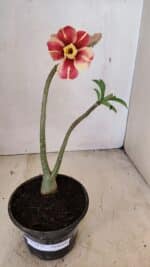 Planta Dobrada 3573 – 30cm – 02 anos - Imagem 2