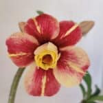 Planta Dobrada 3573 – 30cm – 02 anos