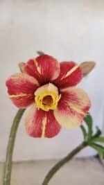 Planta Dobrada 3573 – 30cm – 02 anos