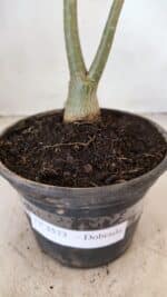 Planta Dobrada 3573 – 30cm – 02 anos - Imagem 7