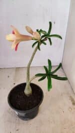 Planta Dobrada 3573 – 30cm – 02 anos - Imagem 6