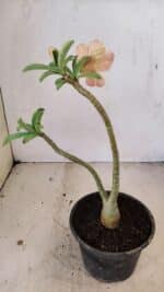 Planta Dobrada 3573 – 30cm – 02 anos - Imagem 5