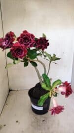 Planta Dobrada 3574 – 35cm – 03 anos - Imagem 2