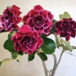 Planta Dobrada 3574 – 35cm – 03 anos