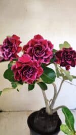 Planta Dobrada 3574 – 35cm – 03 anos