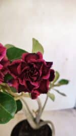 Planta Dobrada 3574 – 35cm – 03 anos - Imagem 3